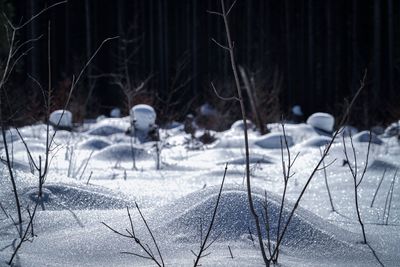 Snow covered land and trees in forest