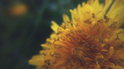 Close-up of yellow flowering plant