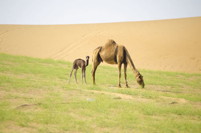 Horses in a desert