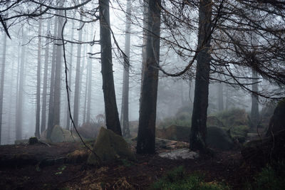 Trees in forest