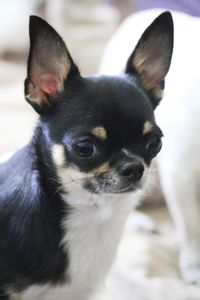 Close-up portrait of dog