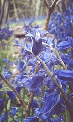 Close-up of purple flowers