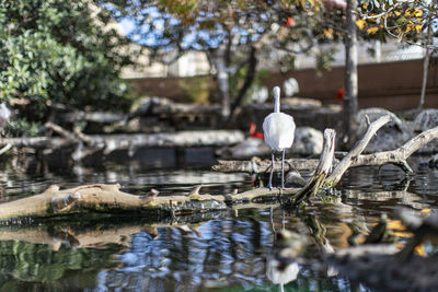 Birds in lake