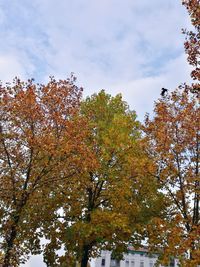 Low angle view of trees against sky during autumn