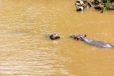 High angle view of turtle in lake