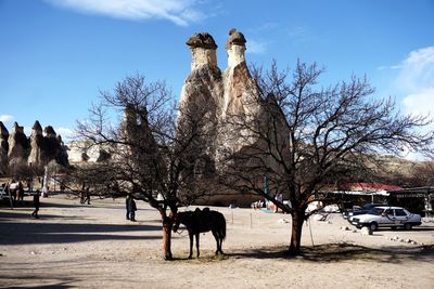 View of horse and bare trees against sky