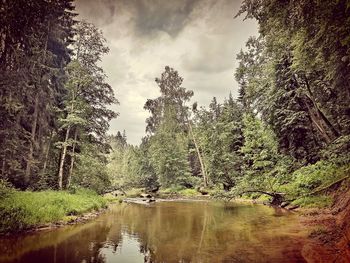 Scenic view of lake in forest against sky