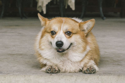 Close-up portrait of dog sitting outdoors