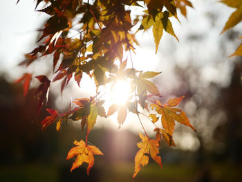 Close-up of tree during autumn