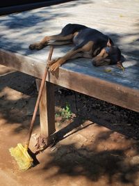 Dog looking away