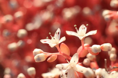 Close-up of cherry blossom