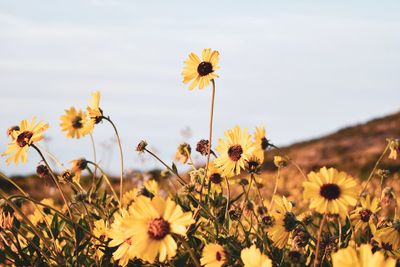 Close-up of yellow flowering plant on field against sky