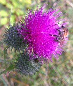 Close-up of fresh purple flower