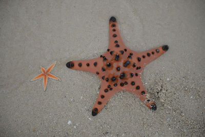 High angle view of starfish on beach