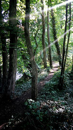 Trees in forest