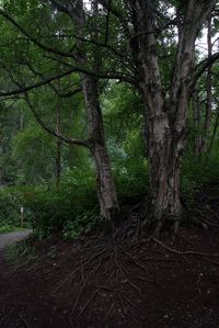 Trees growing on field in forest