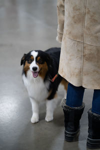 Close up of a dog on a leash looking at the camera and panting