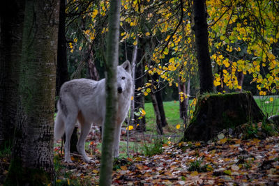 Horses in a forest