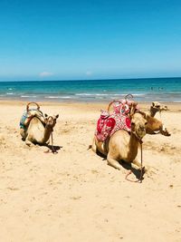 Camel at the beach