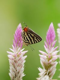 Close-up of butterfly pollinating on purple flower