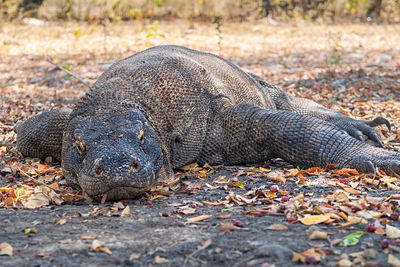 Close-up of animal lying on land