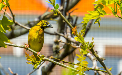 Close-up of bird perching on plant