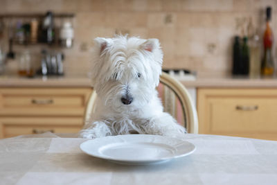 White dog west white terrier sits at the dining table in the kitchen in front of an empty plate