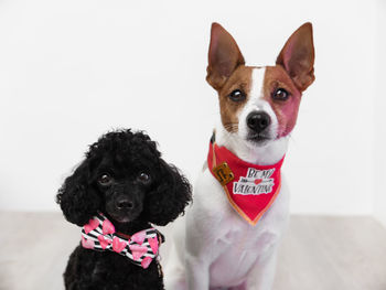 Close-up of dog against white background