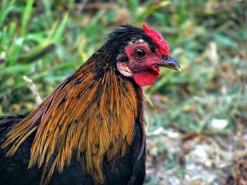 Close-up of rooster