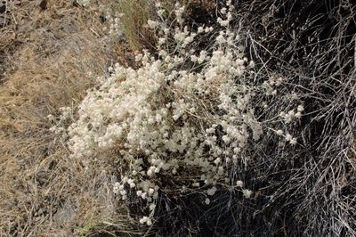 View of snow covered trees in forest