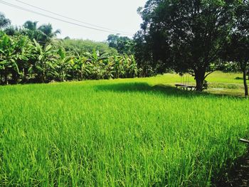 Scenic view of farm against sky