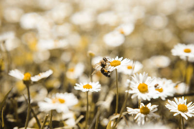 Close-up of insect on white flowering plant