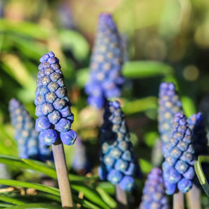 Close-up of purple flowering plant