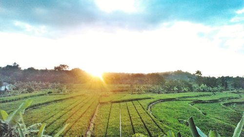 Scenic view of agricultural field against sky