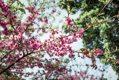 Low angle view of cherry blossoms in spring