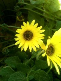 Close-up of yellow flower