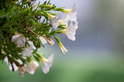 Close-up of white flowering plant