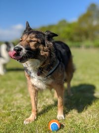 Dog and ball