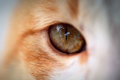 Close-up of animal eye