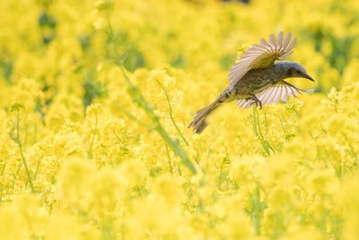 Close-up of yellow bird flying over field