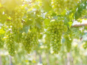 Close-up of grapes growing in vineyard