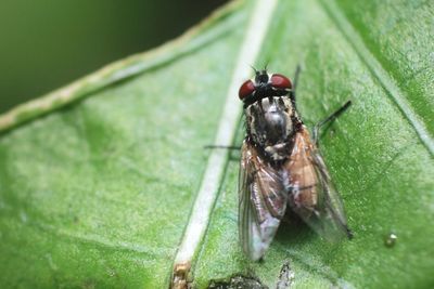 Close-up of fly on leaf