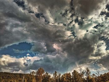 Low angle view of trees against dramatic sky