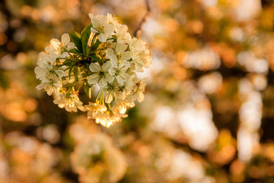 Close-up of white flowering plant