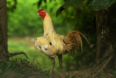 Close-up of rooster on field