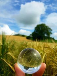 Cropped hand holding grass in field