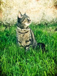 Cat sitting on grass in field