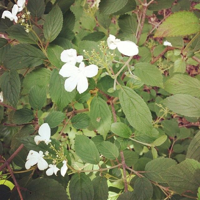 flower, growth, white color, leaf, freshness, fragility, petal, beauty in nature, nature, plant, flower head, blooming, green color, close-up, in bloom, outdoors, day, white, blossom, no people