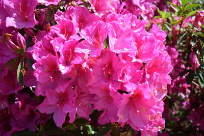 Close-up of pink cherry blossoms