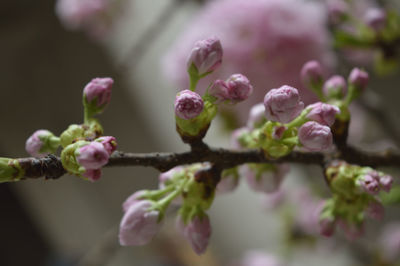 Close-up of flower buds